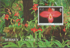 STORCZYKI JERSEY MI.BL.44**