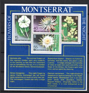 KWIATY MONTSERRAT MI.BL.12**