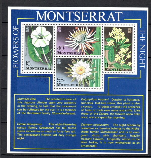 KWIATY MONTSERRAT MI.BL.12**