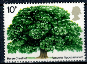 DRZEWO ANGLIA MI.645**