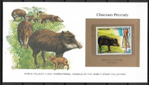 PEKARI CHACOAN PARAGWAJ KOLEKCJA ZWIERZĄT ŚWIATA NA KARCIE