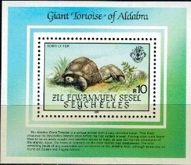 ŻÓŁWIE SESZELE MI.BL.4**