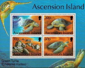 ŻÓŁWIE ASCENSION MI.BL.26**