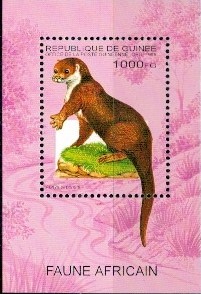 WYDRA GWINEA MI.BL.495**