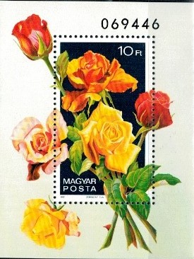 RÓŻE WĘGRY MI.BL.156A**