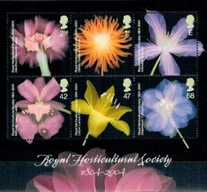 KWIATY ANGLIA MI.BL.20**