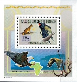 PTAKI KONGO MI.BL.19**