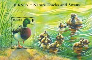 KACZKI JERSEY MI.BL.43**