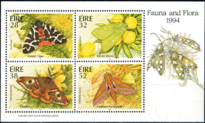 ĆMY IRLANDIA MI.BL.13**